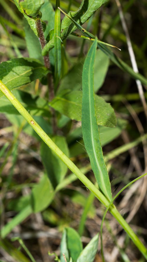 Pilosella piloselloides (=Hieracium piloselloides) / Sparviere fiorentino